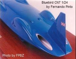 Bluebird Pinto
